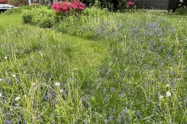 Suburban yard with some cut grass and some left long